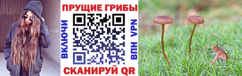 Псилоцибиновые грибы мицелий Лосино-Петровский